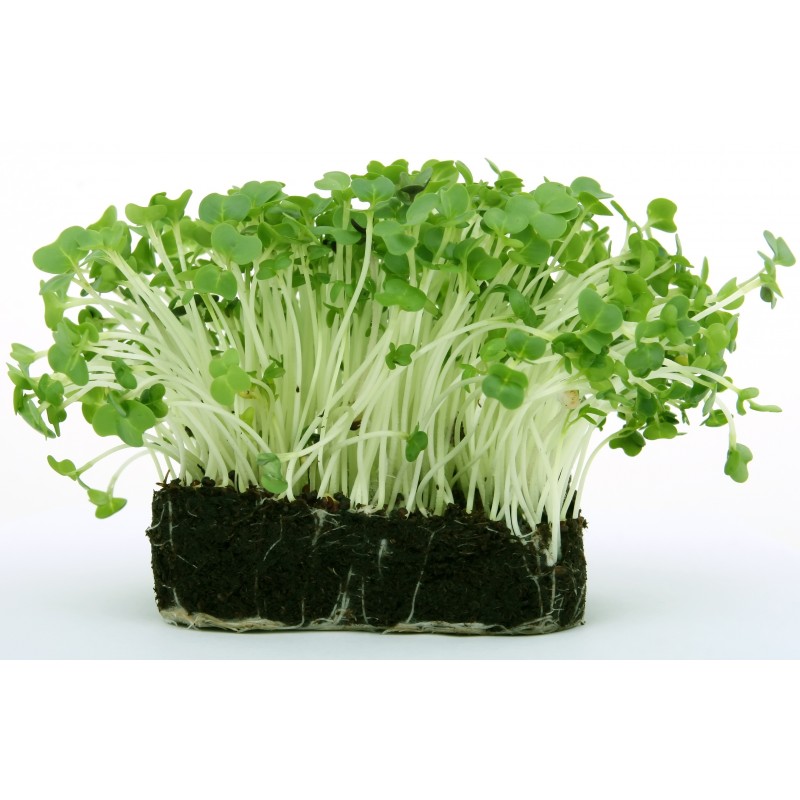 Radish Microgreens
