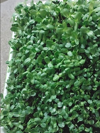 Sunflower Microgreens