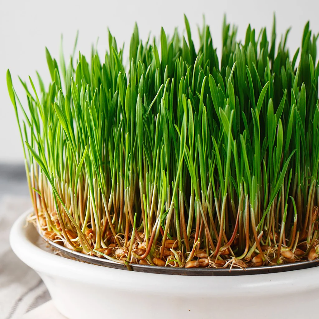 Wheat Grass
